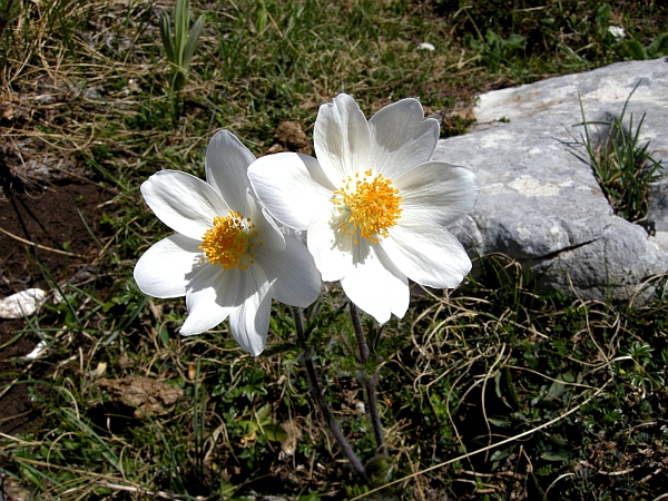 Pulsatilla Alpina / Anemone alpino